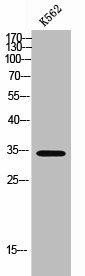 OR4L1 Antibody (PACO02456)