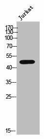 PPM1L Antibody (PACO02528)