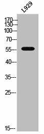 CYP2A6V2 Antibody (PACO02535)