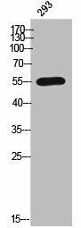 CYP2C8 Antibody (PACO02537)