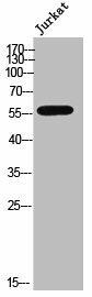 CYP3A4/CYP3A5 Antibody (PACO02544)