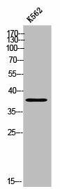 TMEM30B Antibody (PACO02561)