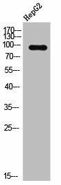 Phospho-AHR/AHRR (S36) Antibody (PACO02627)