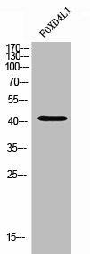 FOXD4L1 Antibody (PACO02639)