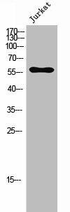 CCZ1/CCZ1B Antibody (PACO02711)