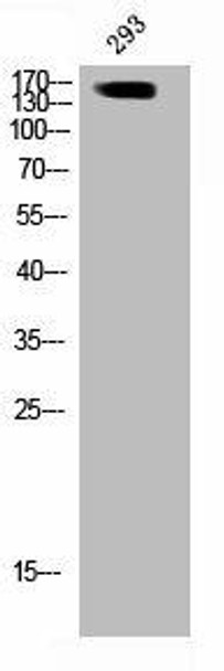 Phospho-ARHGAP35 (Y1105) Antibody (PACO02801)