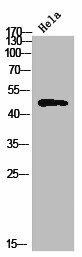 TBPL2 Antibody (PACO02857)