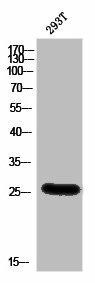 BSX Antibody (PACO02864)