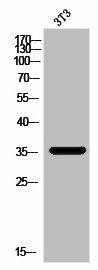 MAGEA5 Antibody (PACO02887)