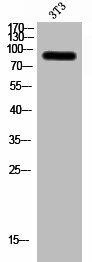 ZNF287 Antibody (PACO03038)