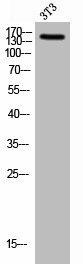 HECW2 Antibody (PACO03044)