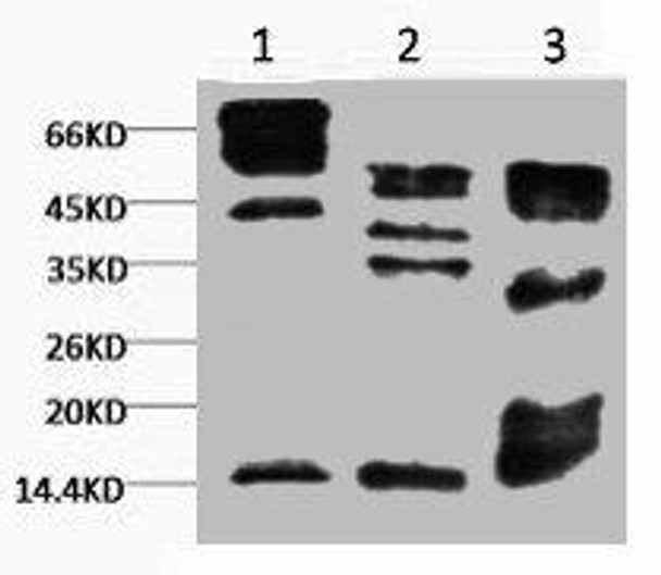 Anti-Tri-methyl-Histone H3(K9) Antibody (MACO0071)