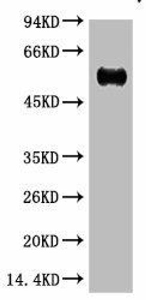 Anti-IgG (Fc specific,Heavy Chain) Antibody (MACO0124)