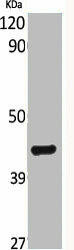BRS3 Antibody (PACO06300)