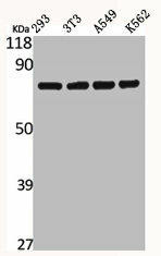 CAPN12 Antibody (PACO06313)