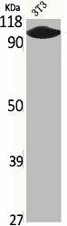 CNGB1 Antibody (PACO06363)