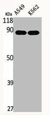 EPS8L2 Antibody (PACO06469)