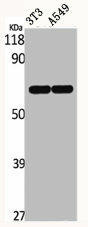 ERF Antibody (PACO06474)