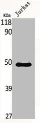 MNT Antibody (PACO06648)