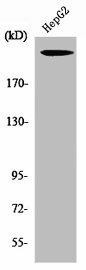 NF1 Antibody (PACO06677)