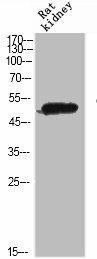 GDF6 Antibody (PACO06926)