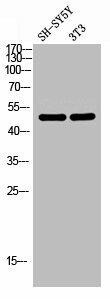 AGPAT9 Antibody (PACO06992)