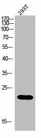MRPL35 Antibody (PACO07202)