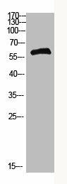 COL25A1 Antibody (PACO07290)