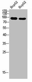 CACTIN Antibody (PACO07291)