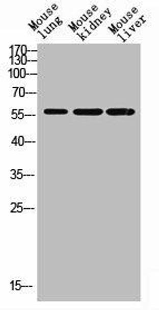 Acetyl-HNF4A/HNF4G (Lys127/79) Antibody (PACO07331)