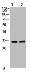 TNFAIP8L3 Antibody (PACO07438)