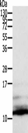 CCL13 Antibody (PACO14205)