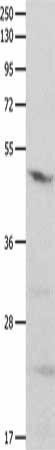 GNAS Antibody (PACO14434)