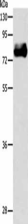 ABLIM1 Antibody (PACO15241)