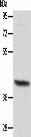 ACTRT1 Antibody (PACO15289)