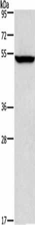 ALG12 Antibody (PACO15384)