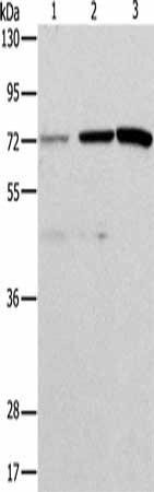 ALS2CR11 Antibody (PACO15414)