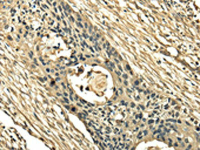 TSSC1 Antibody (PACO17330)
