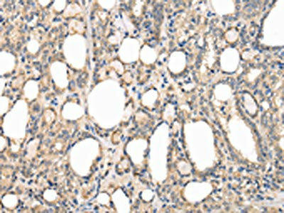 PPP5C Antibody (PACO17372)