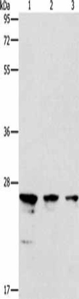 MOB1B Antibody (PACO18609)