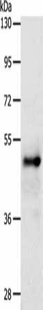 SOX8 Antibody (PACO18909)