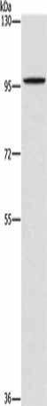 PDE6C Antibody (PACO19228)