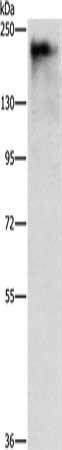 ATAD5 Antibody (PACO19327)