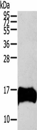 S100A13 Antibody (PACO20380)