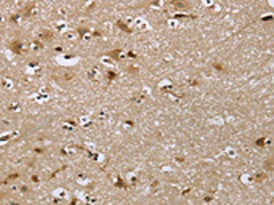IQCJ Antibody (PACO20403)