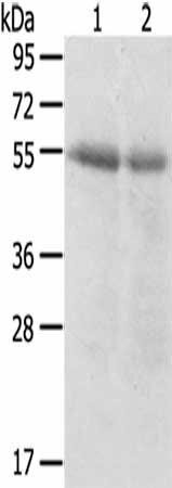 SERINC3 Antibody (PACO20439)