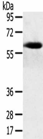 SPATA18 Antibody (PACO20591)