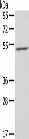 ZFP36L2 Antibody (PACO20704)