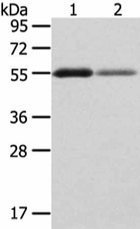 XKR3 Antibody (PACO20936)