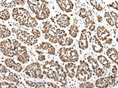 XKR7 Antibody (PACO20938)